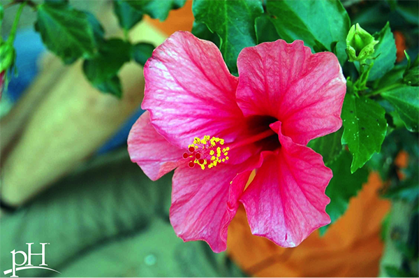 Hibiscus