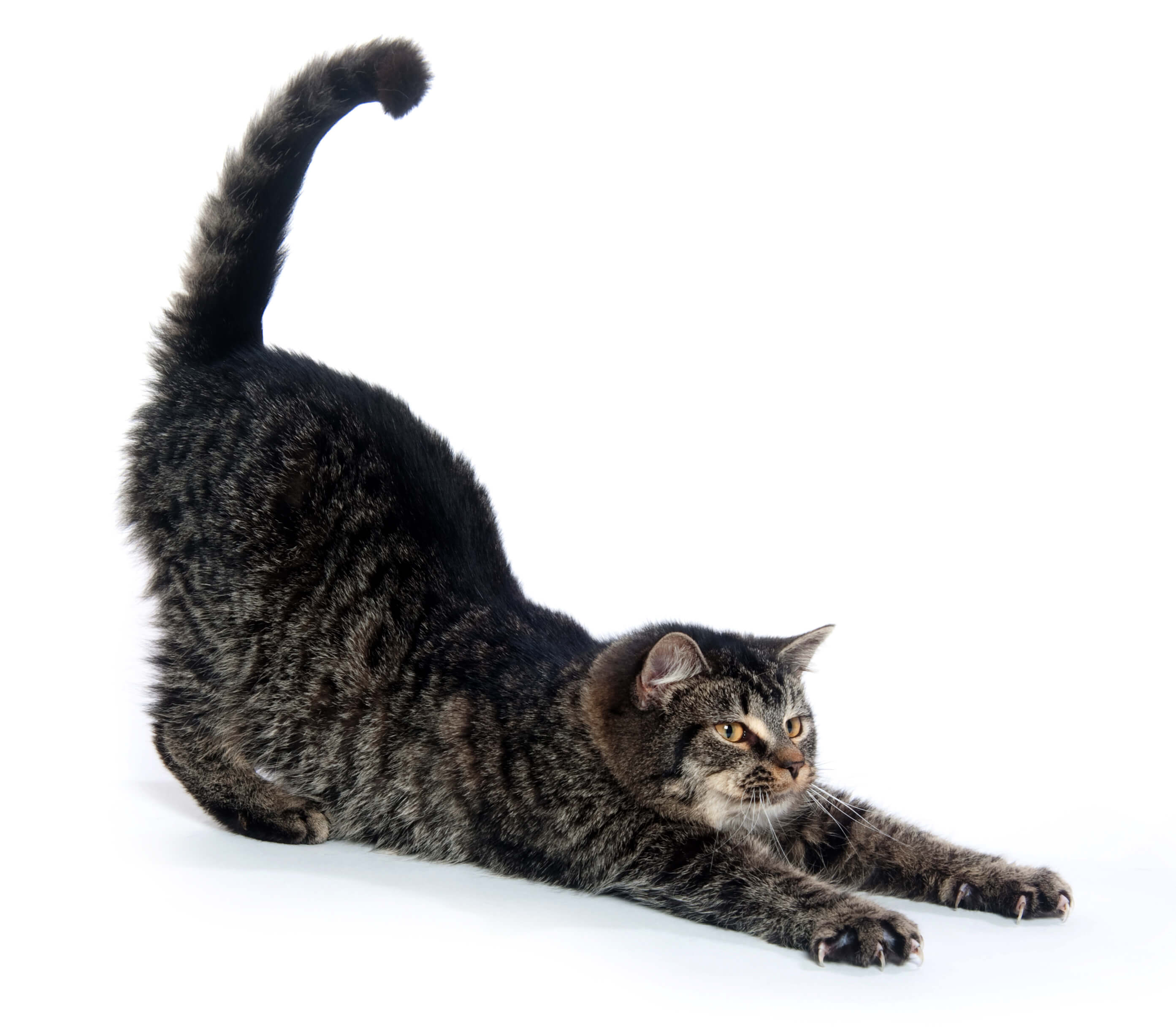 stretching 